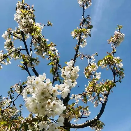 Casa vacanze Trulli Foggia Dell'albero *